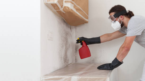 Basement Mold Remediation treatment on basement walls in Clayton