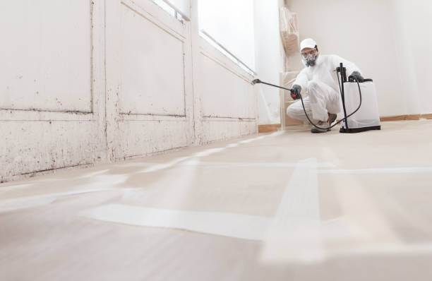Black mold remediation team in Clayton